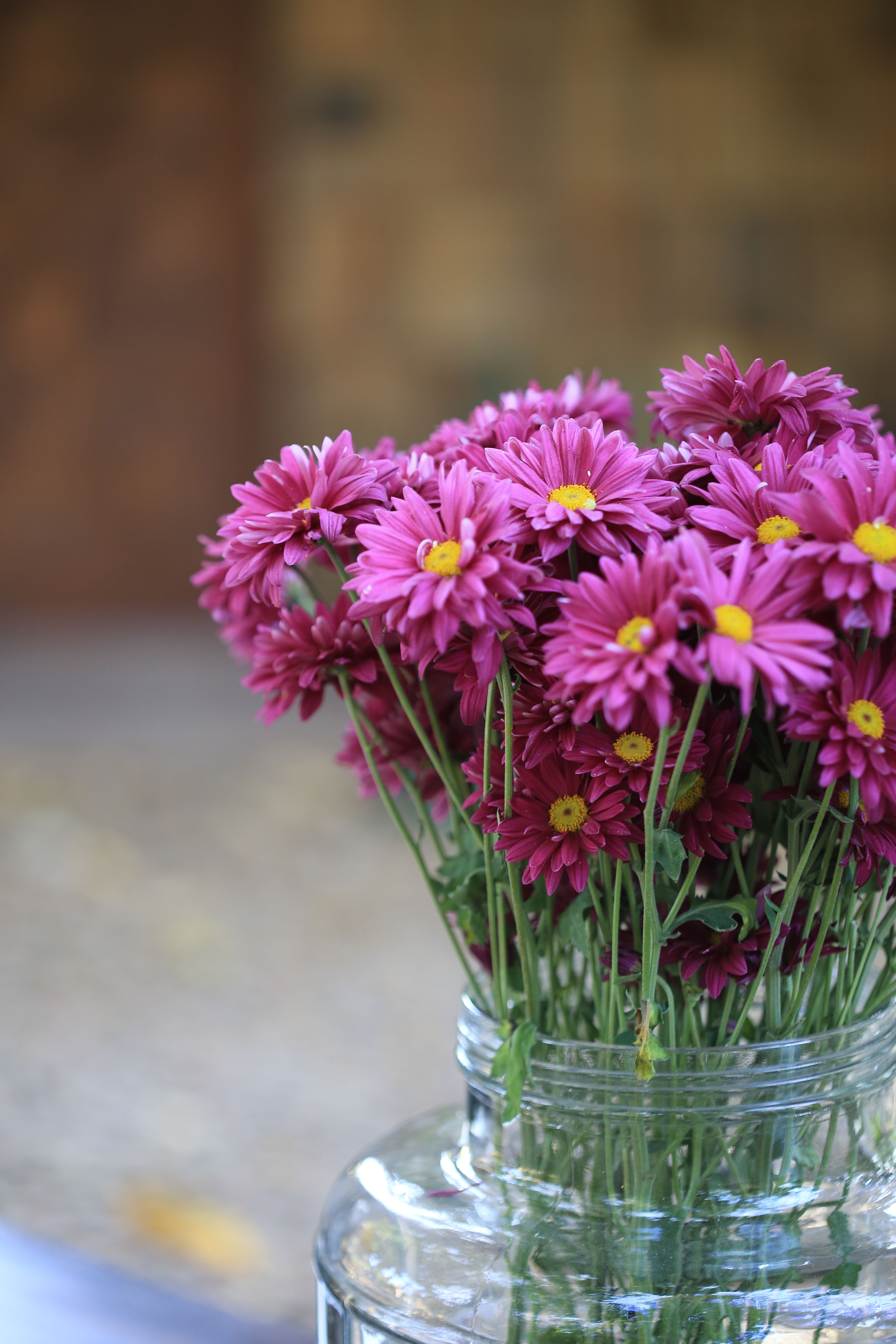[ColoSach]-a-bouquet-of-vibrant-pink-chrysanthemums-elegantly-arranged-in-a-clear-glass-jar.