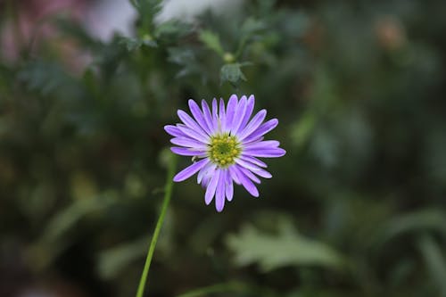 Purple Flower on a Field 