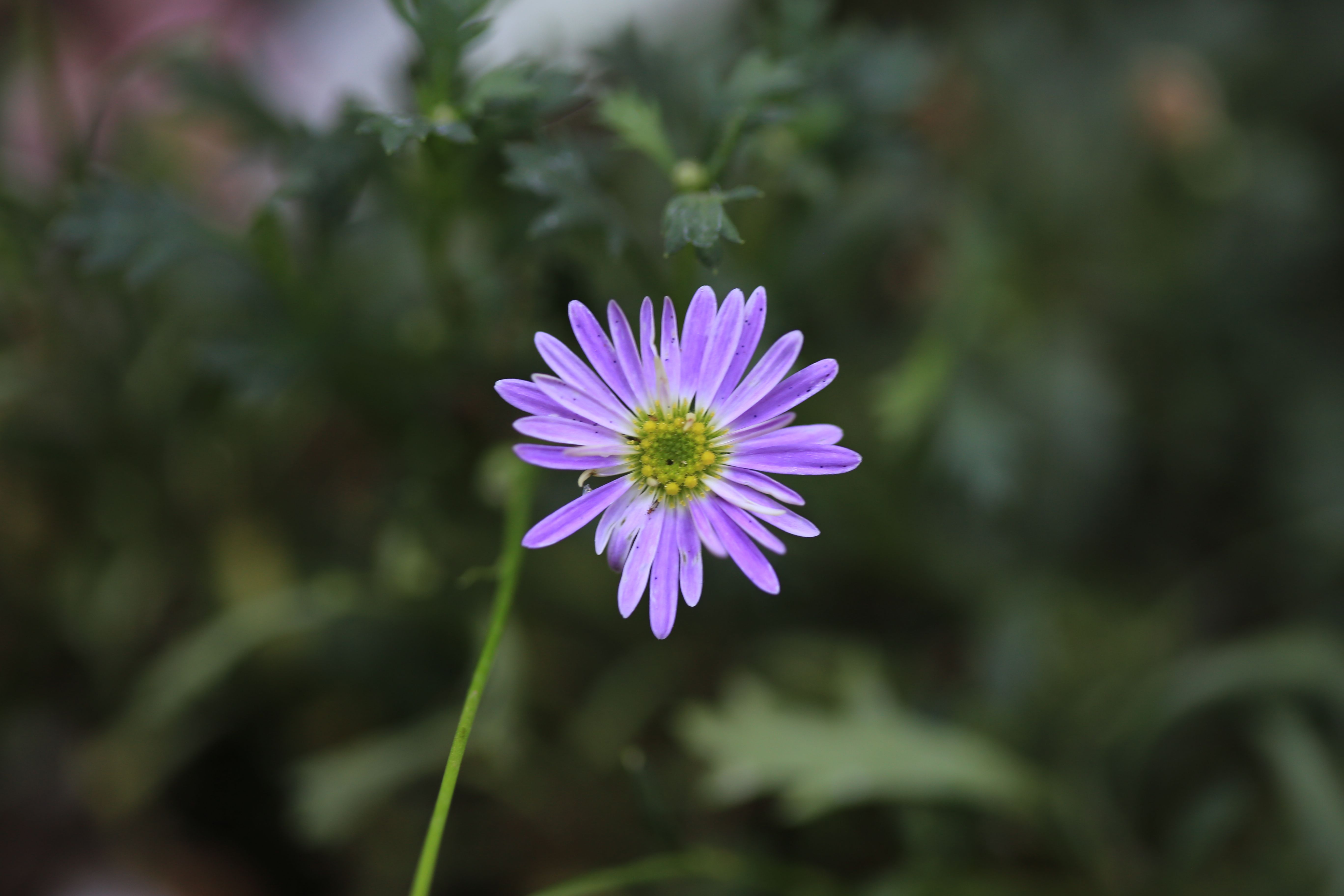 Purple Flower on a Field · Free Stock Photo