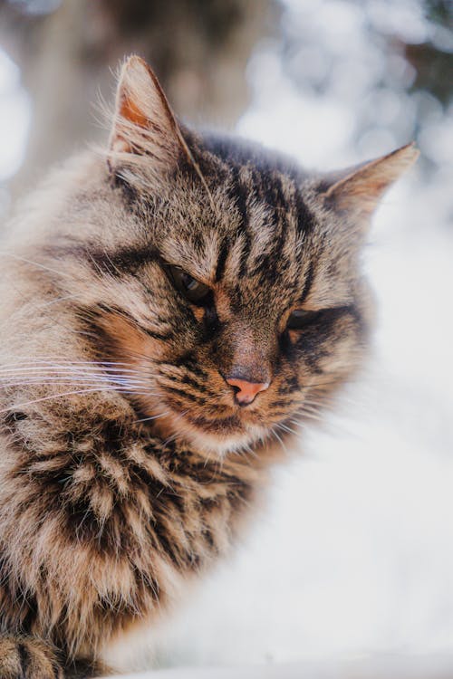 Portrait of Tabby Cat