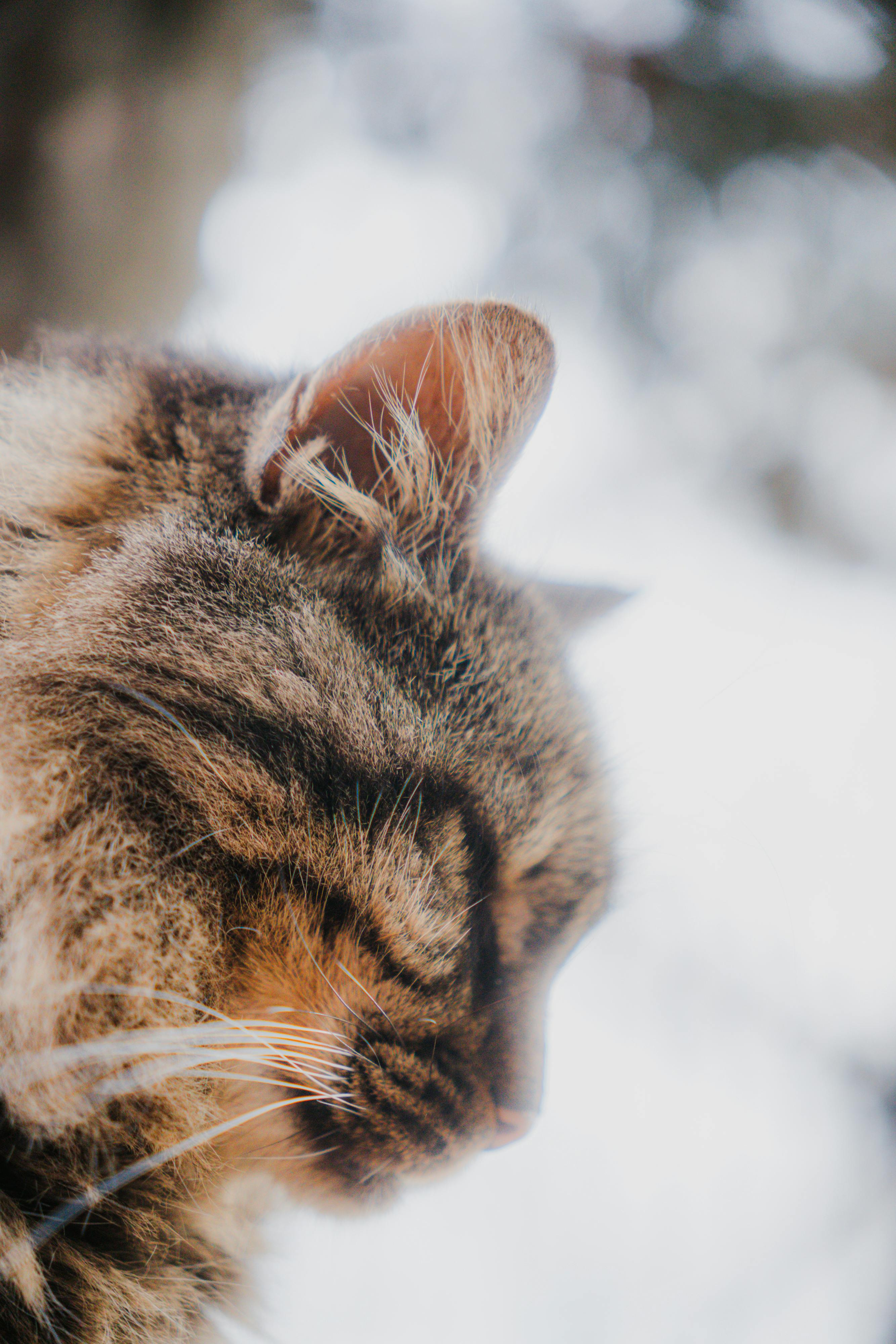 Tranquil side view of a fluffy brown tabby cat against a blurred natural backdrop.