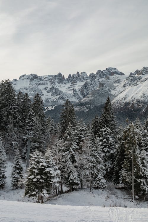 Imagine de stoc gratuită din arbori veșnic verzi, fotografiere verticală, frig