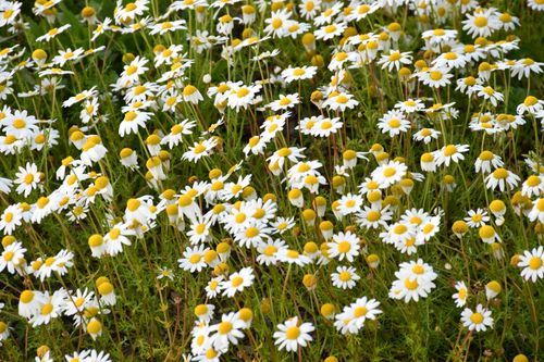 Free Field of white daisies in a lush meadow, ideal for nature backgrounds. Stock Photo