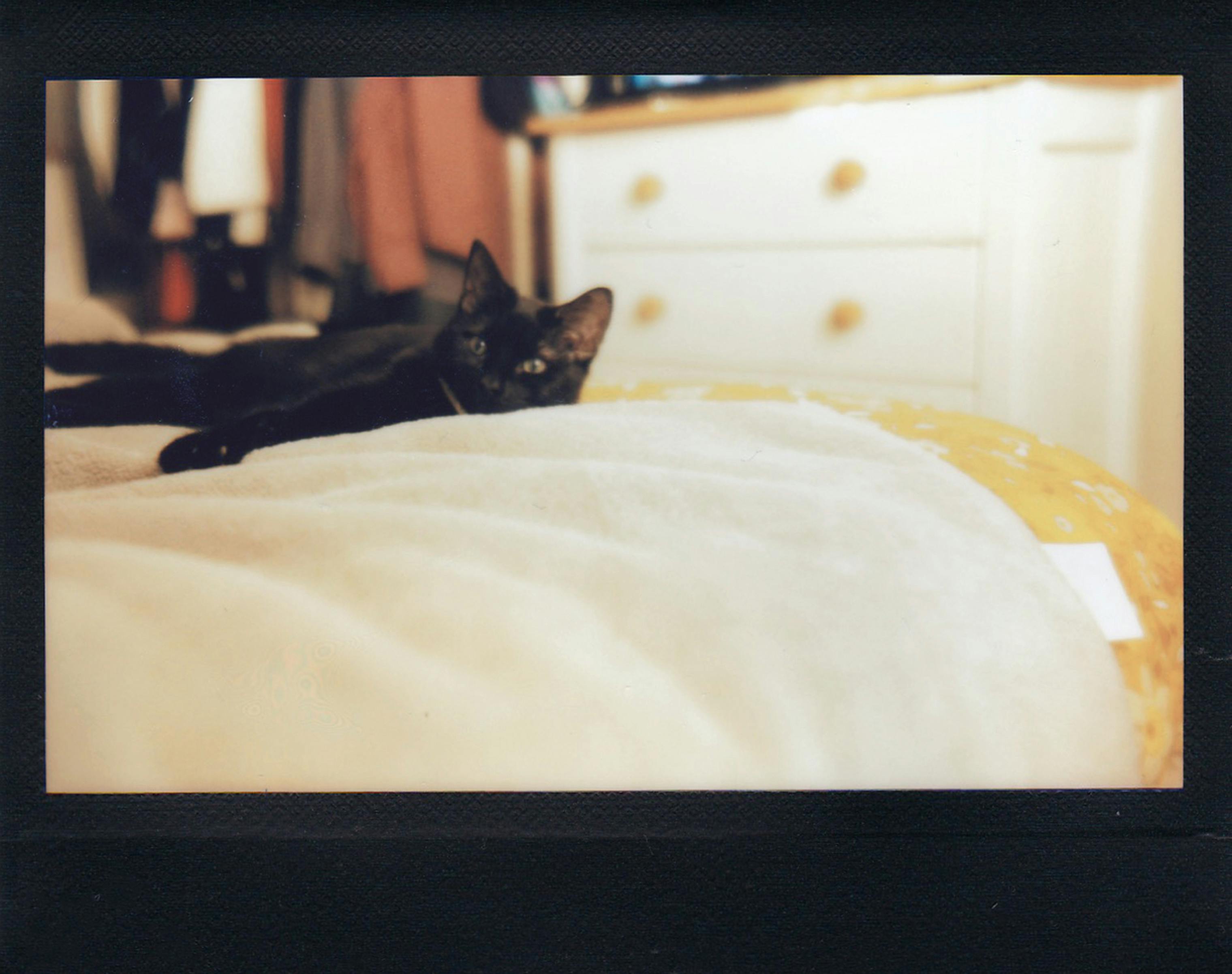 Charming black cat lounging on a bed with soft blurred background indoors.