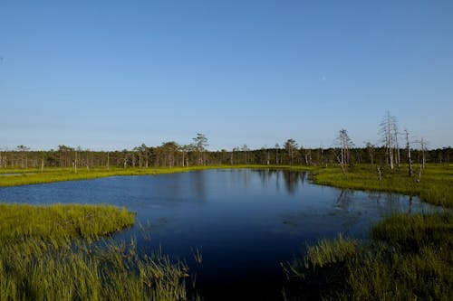 森林, 湖, 湿地の無料の写真素材