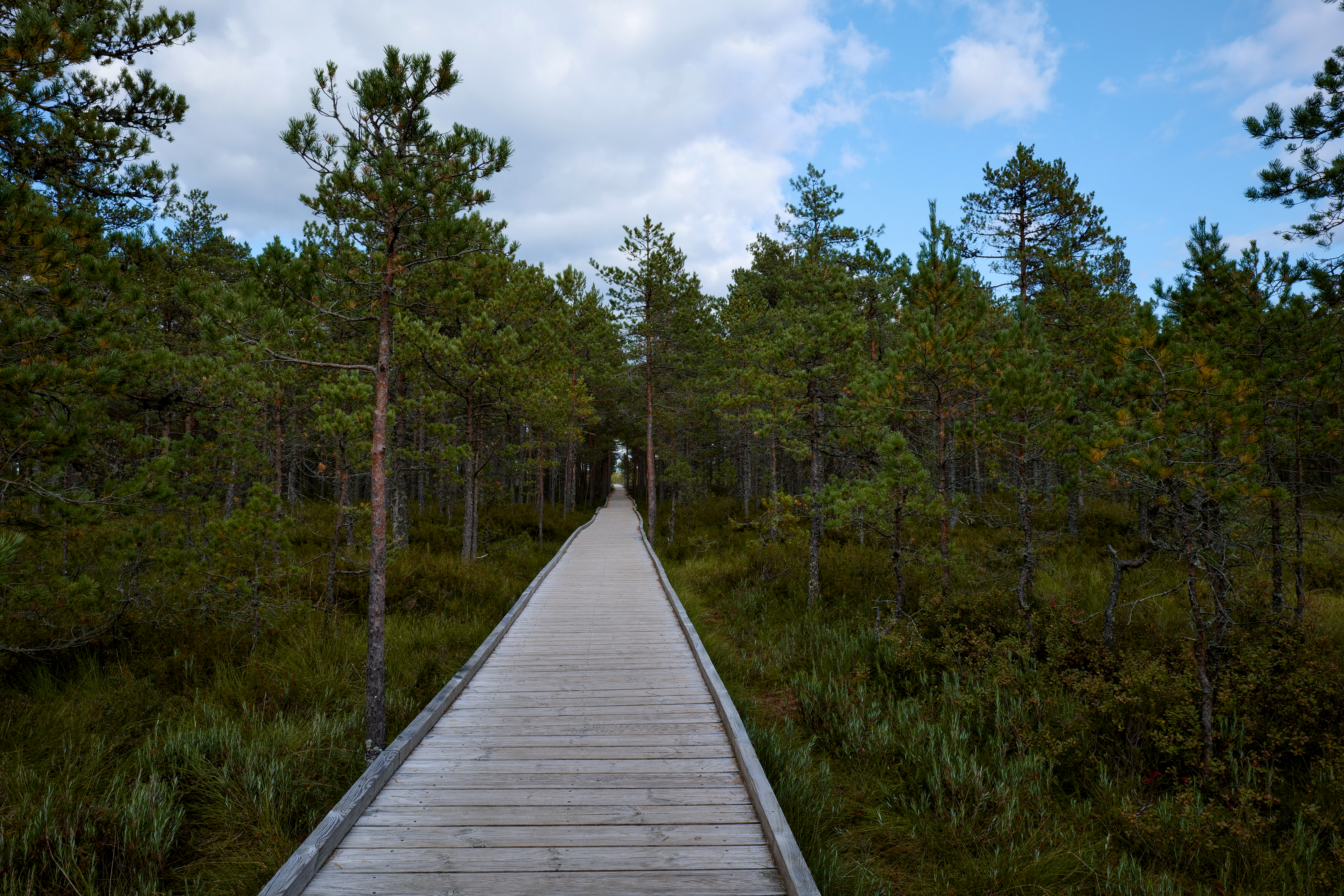 Pine Forest Wooden Bridge Bandung