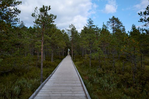 Wooden Path in a Forest 