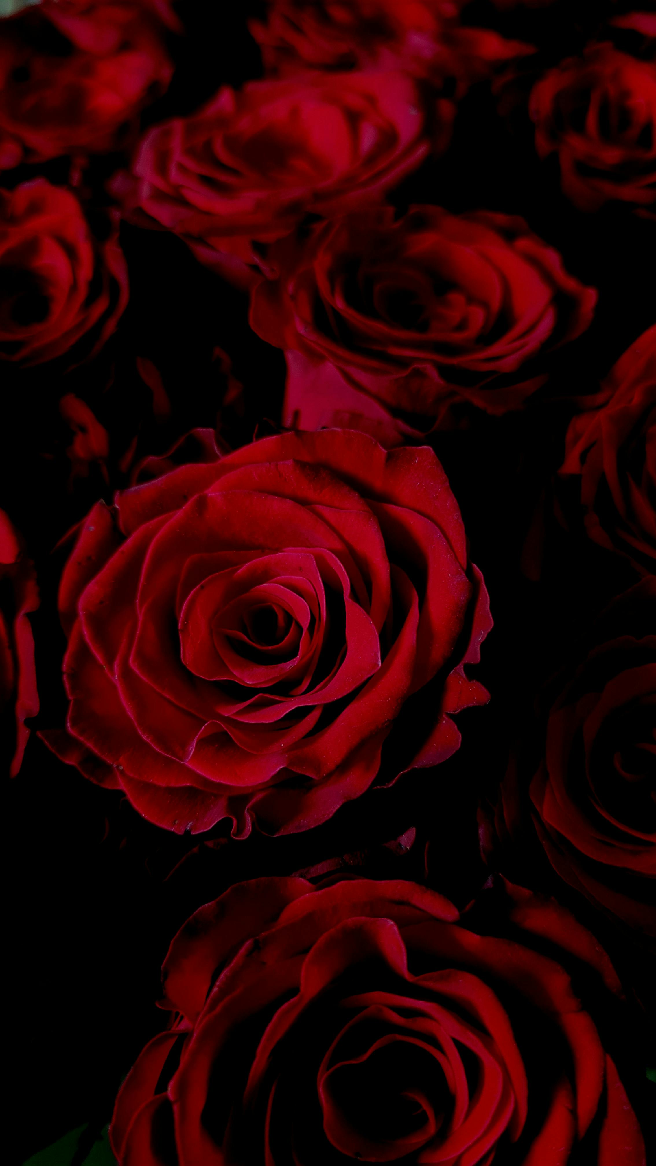Abundance of Red Roses · Free Stock Photo