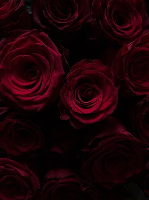 Безкоштовне стокове фото на тему «dark, roses, wallpaper»