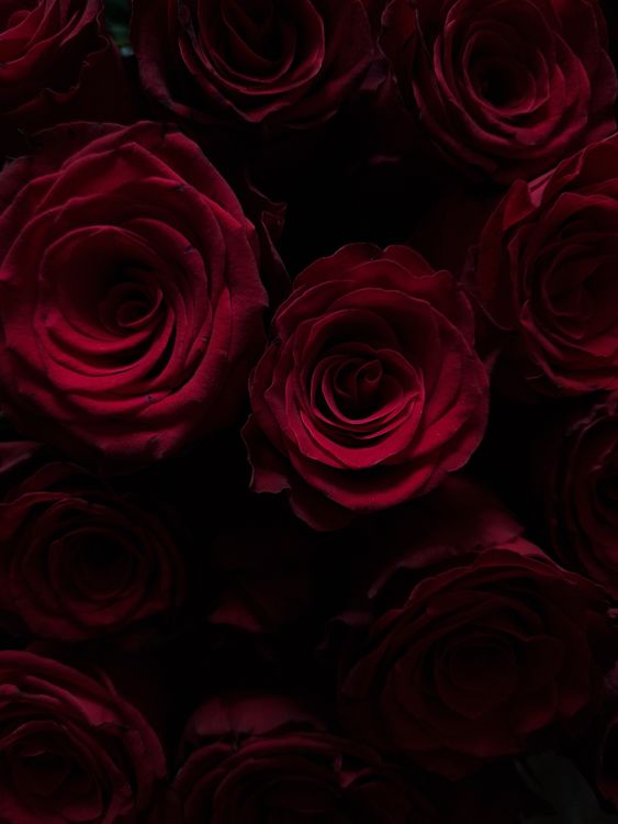 Dark Red Roses Small dark red roses · Free Stock Photo