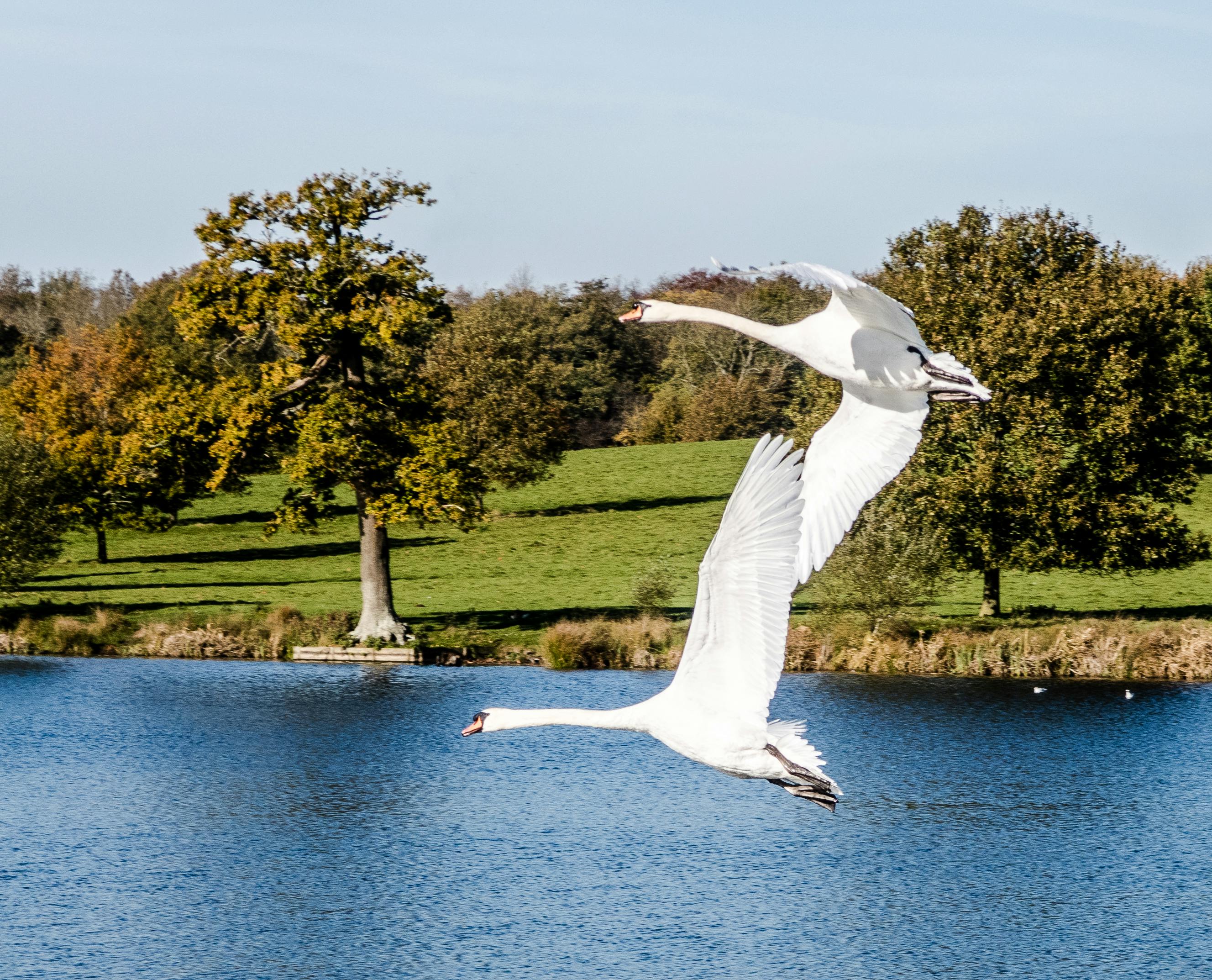 Free stock photo of flight, flying, swans