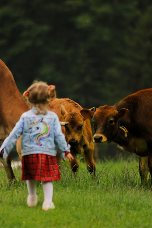 Girl and Cows on Grass