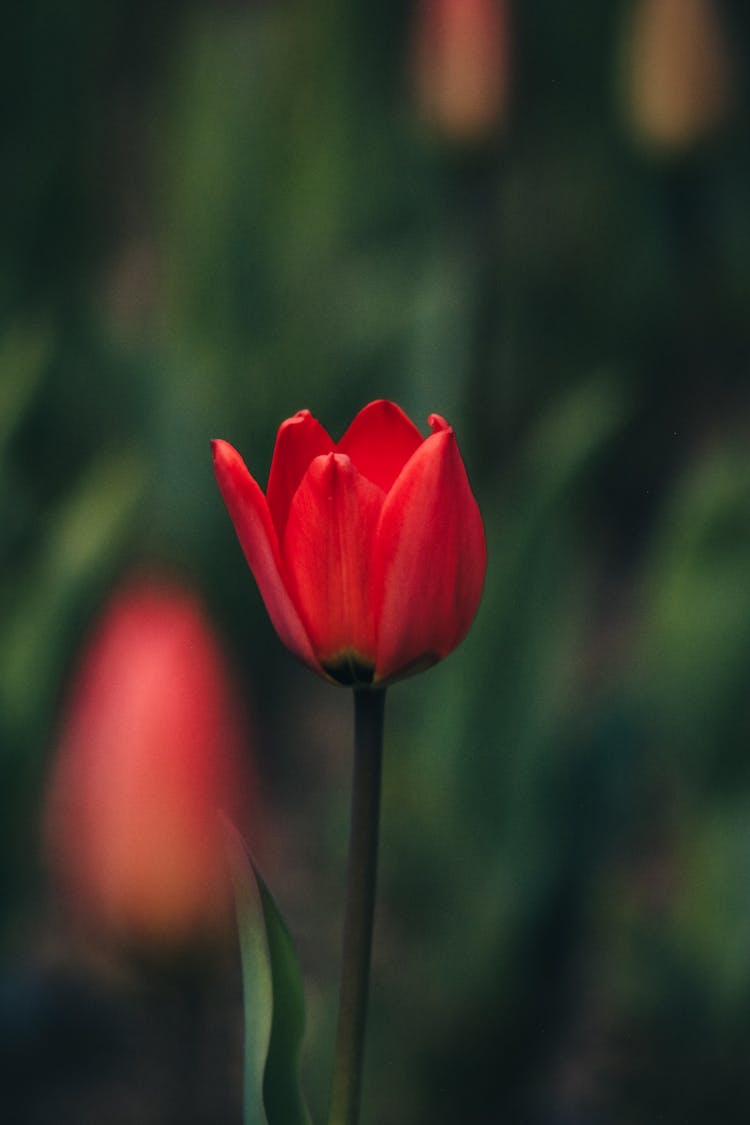 Red Flower Of Tulip