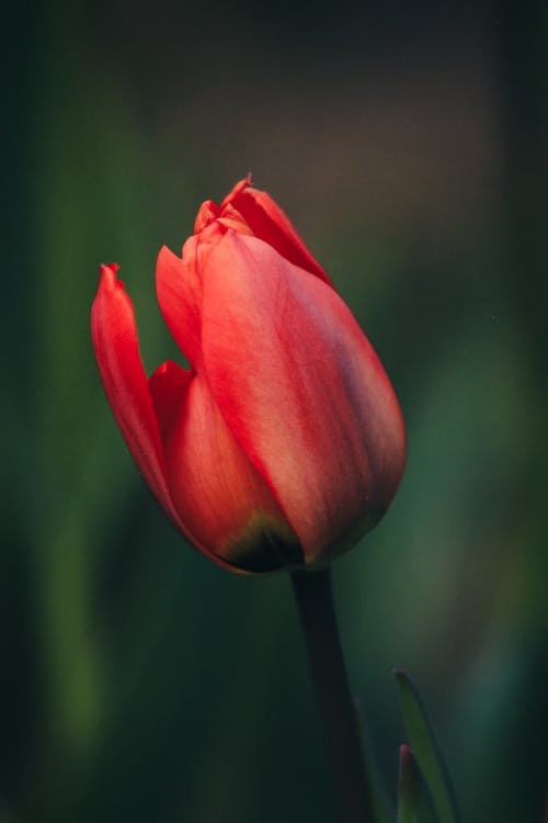 Imagine de stoc gratuită din floare, focalizare selectivă, fotografiere verticală