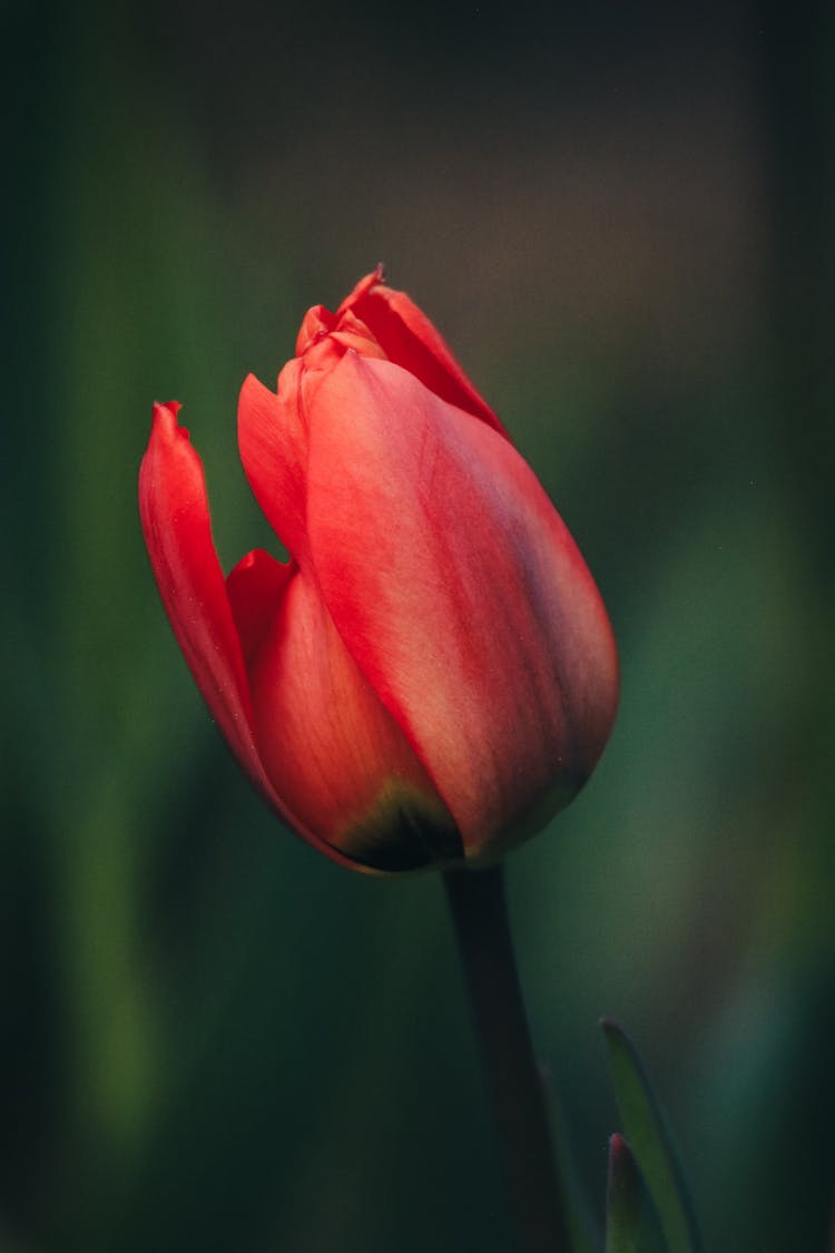 Red Tulip Flower