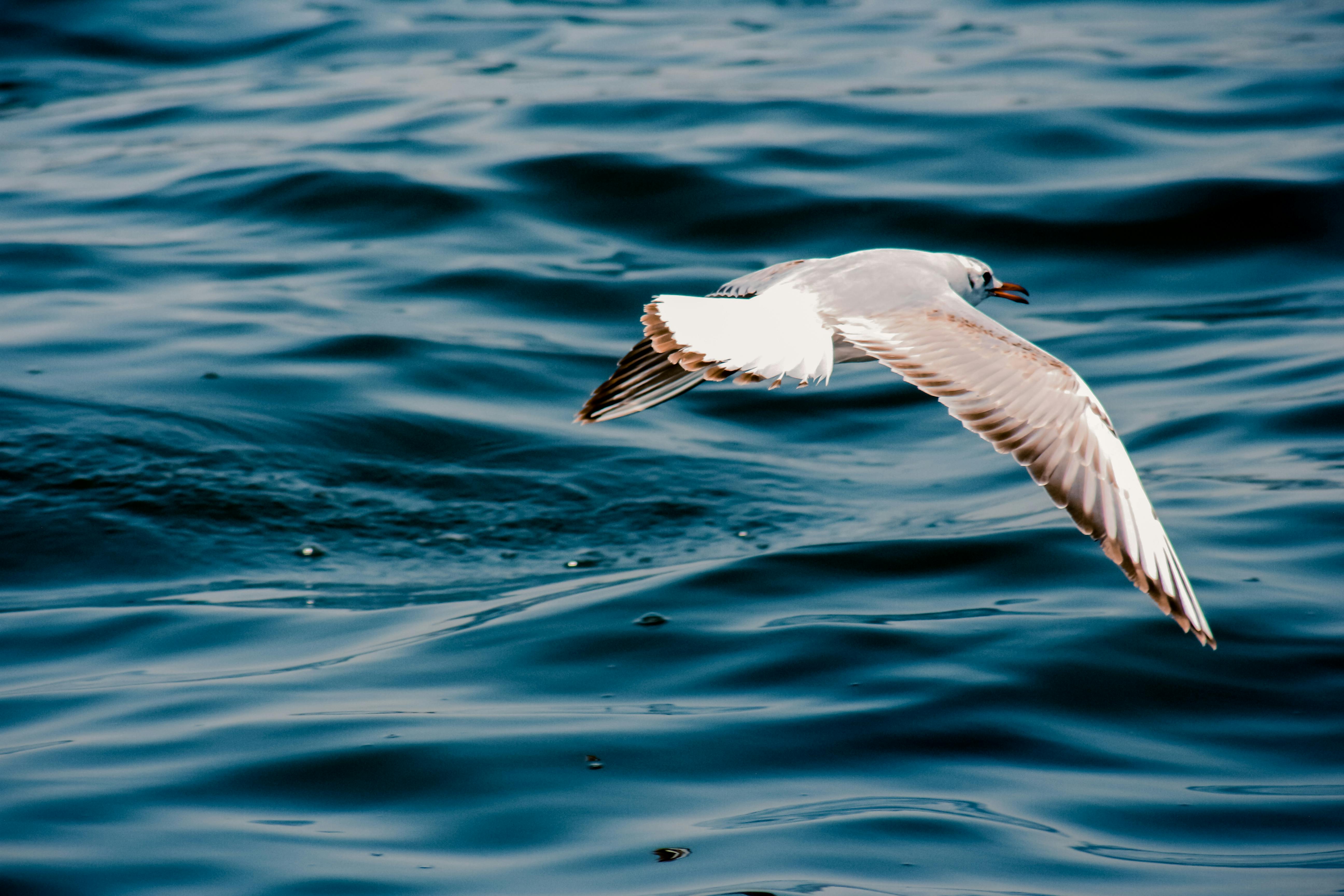 A seagull gracefully flies over the ocean's surface, showcasing the beauty of wildlife in action.