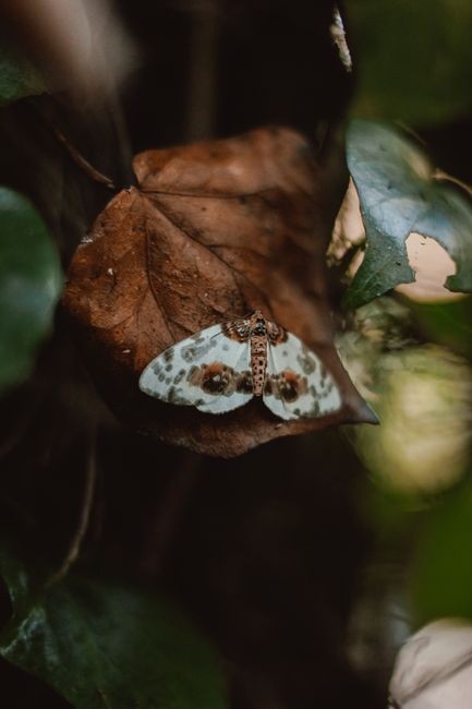 A serene close-up of a moth with elegant markings on a brown autumn leaf.