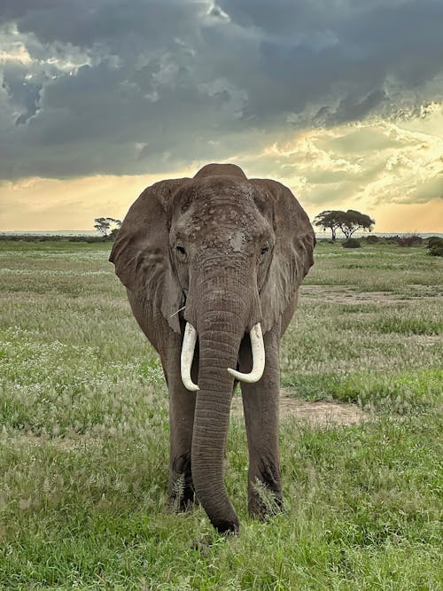 Elephant in Savannah