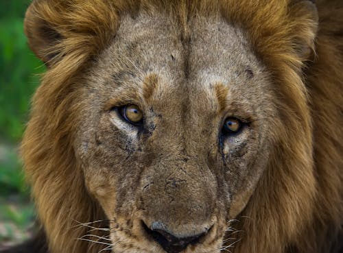 Kostnadsfri bild av djurfotografi, gammal, lejon