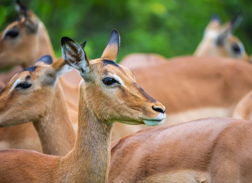 Herd of Deer