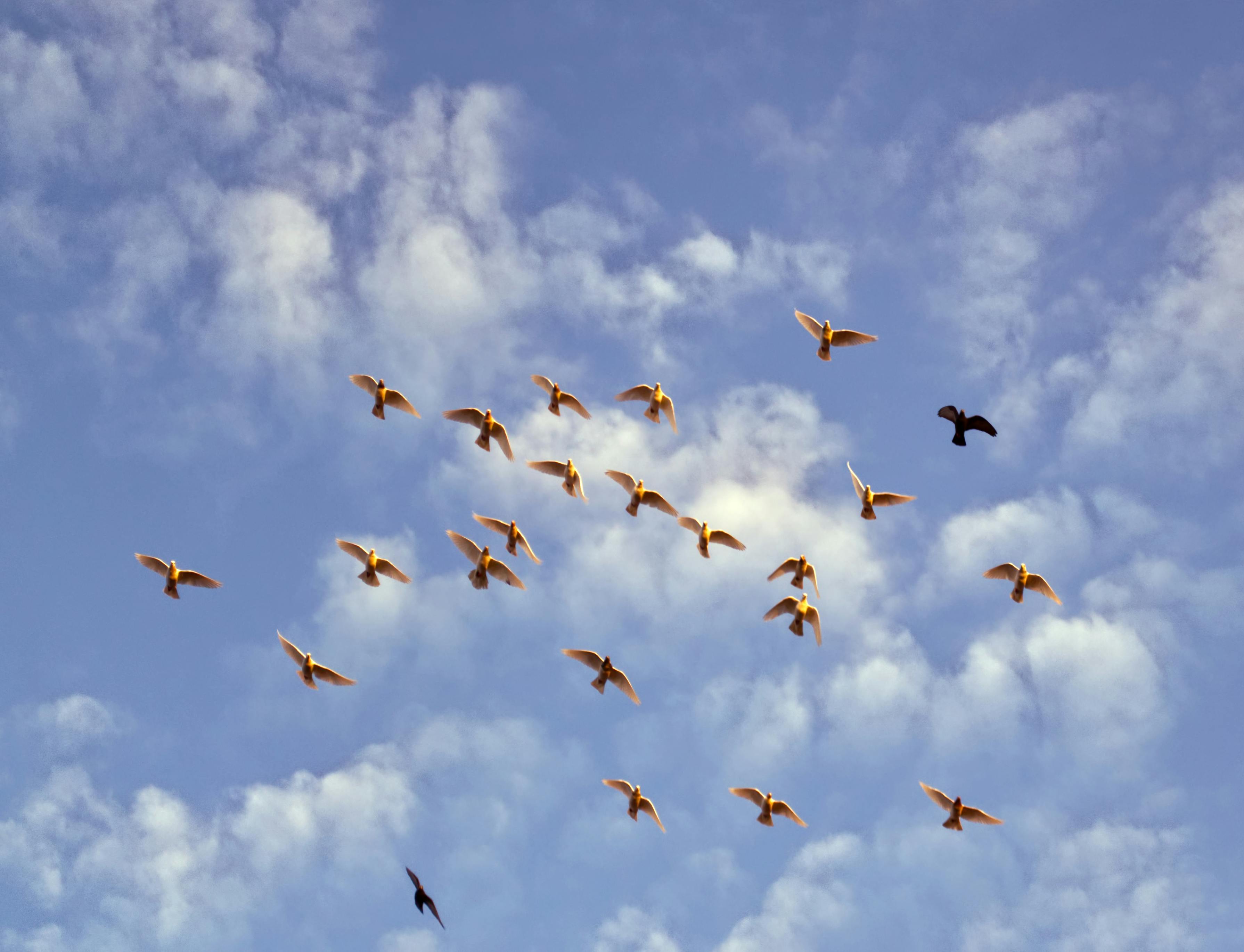 Free stock photo of birds, blue sky, flock of birds