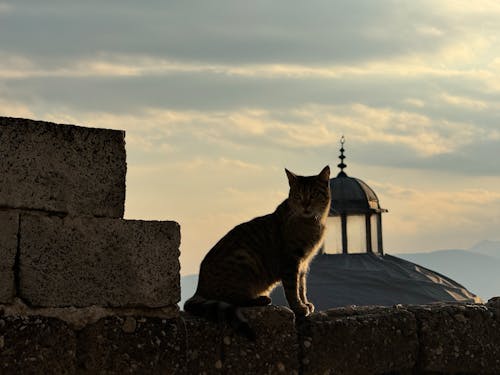 Immagine gratuita di animale domestico, fotografia di animali, gatto