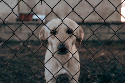 White Puppy behind Fence