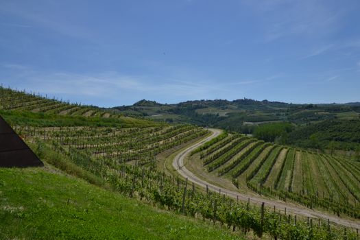 Vineyards in Belvedere Langhe, Piemonte, depict Italy's picturesque wine country.