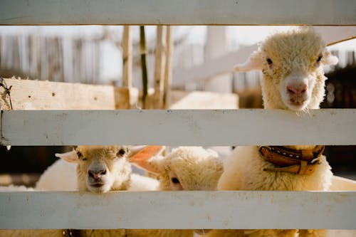 動物攝影, 围栏, 家畜 的 免费素材图片