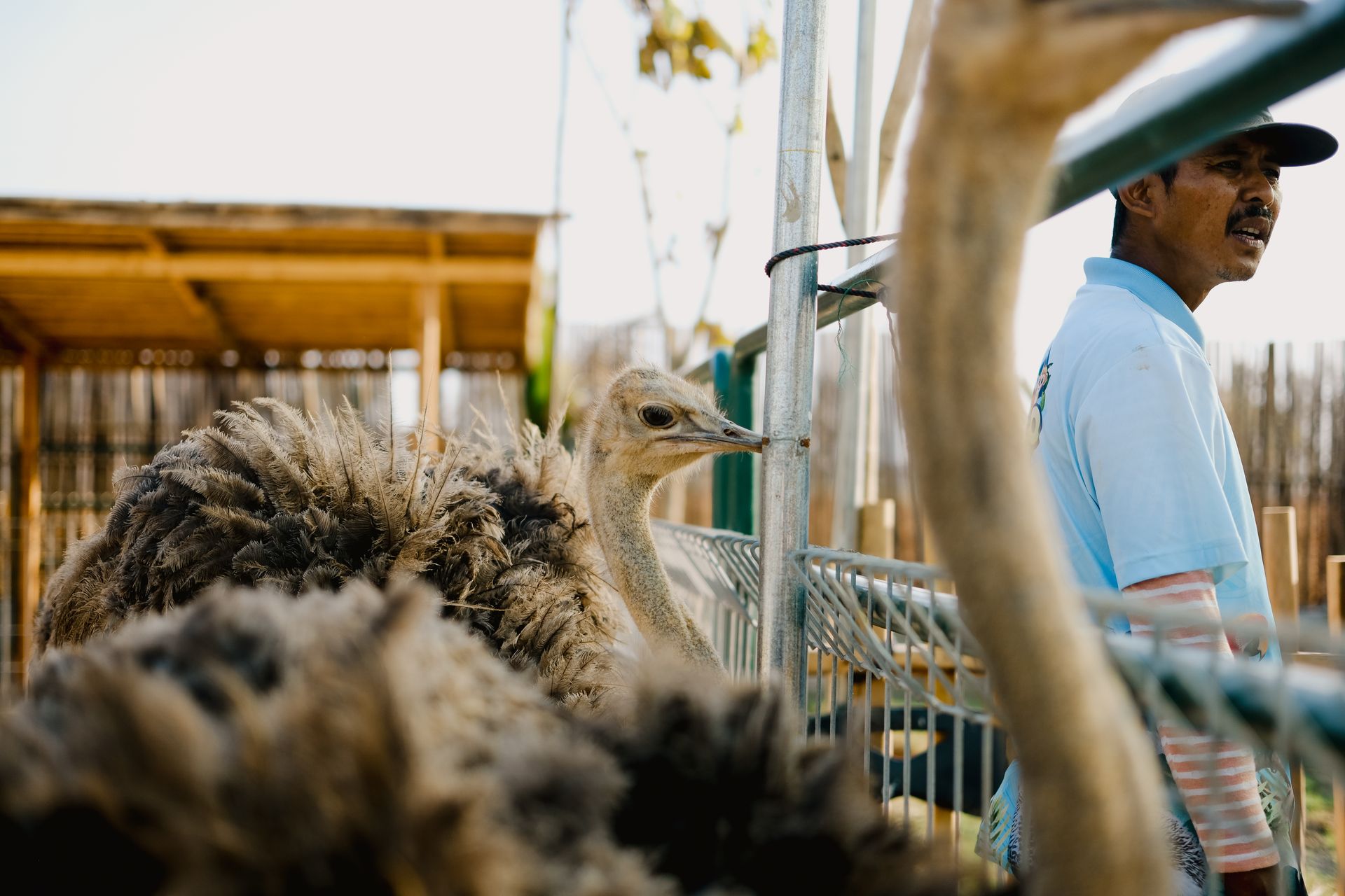 Emu and Man behind Fence