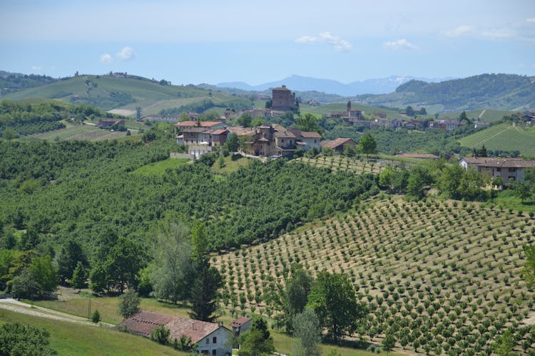 Vineyard And A Small Village In Countryside