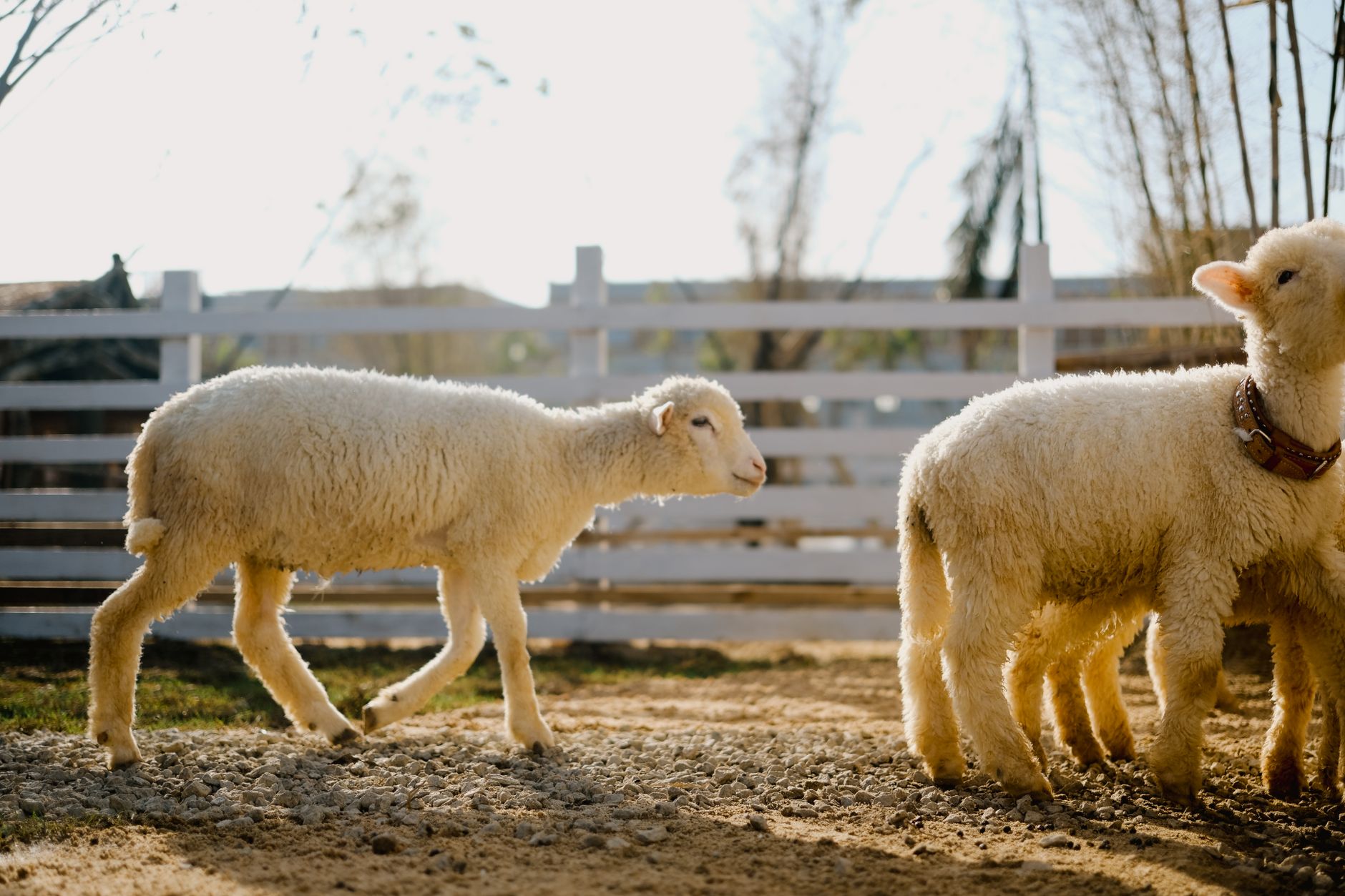A sheep undergoing diagnostic blood testing at a veterinary clinic