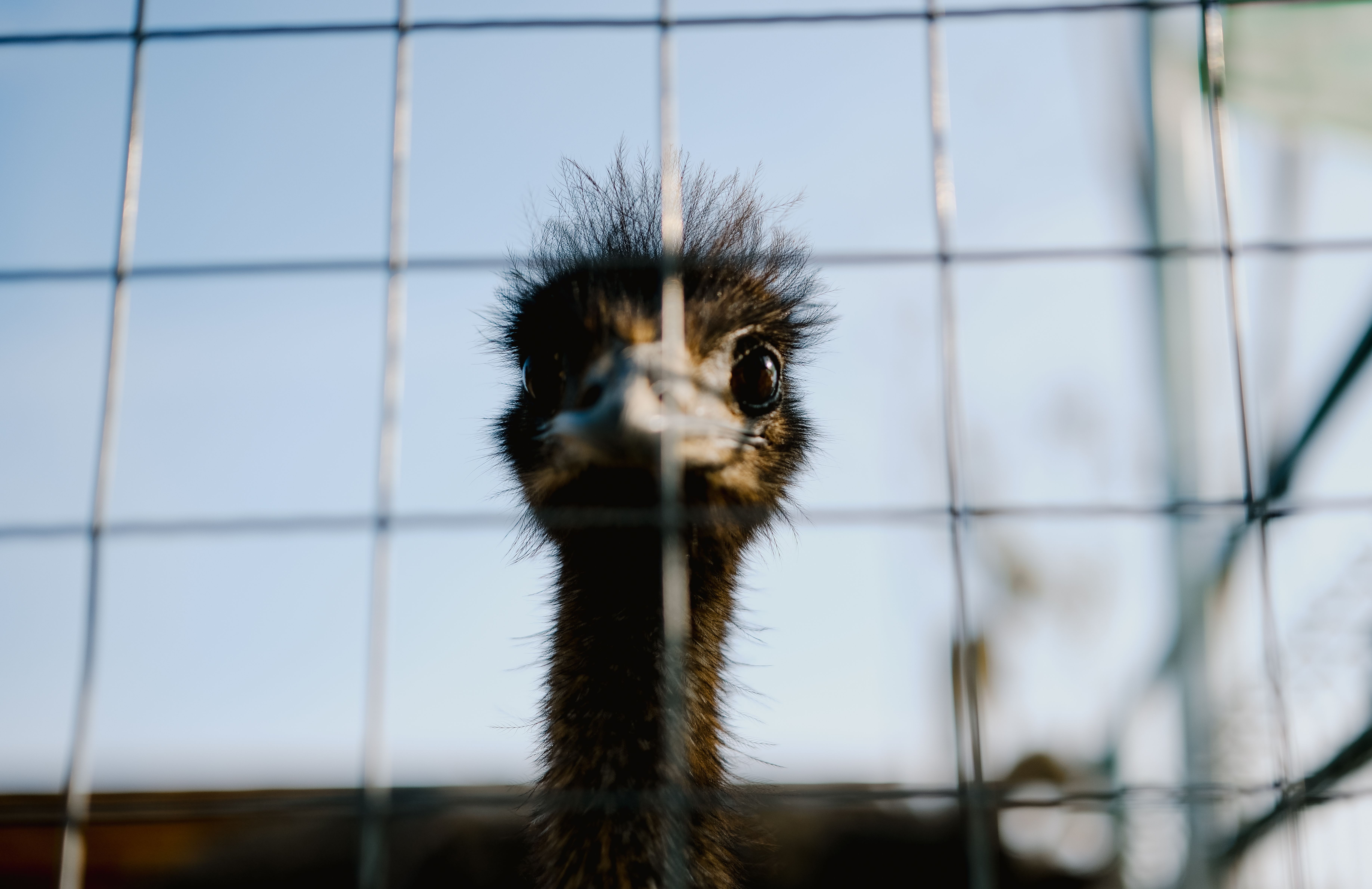 Are emus friendly to humans? - The Institute for Environmental Research ...