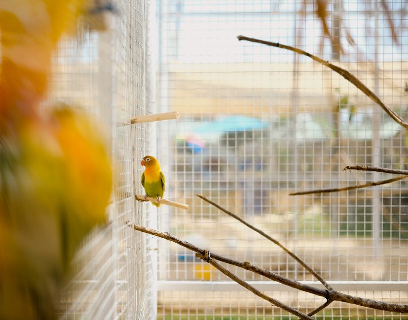 Watch Birds at the Aviary indoor things to do in pittsburgh with toddlers