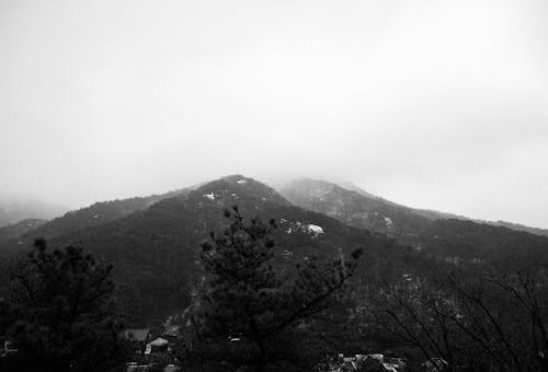 Immagine gratuita di alberi, bianco e nero, cloud
