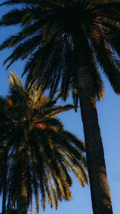 Free Capture of tall palm trees against a clear summer sky in Ronda, Spain. Stock Photo