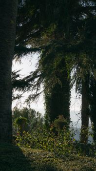 Sunlit view of lush evergreen trees in Ronda, Spain. Perfect for nature enthusiasts.