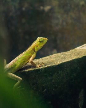 chameleon photo