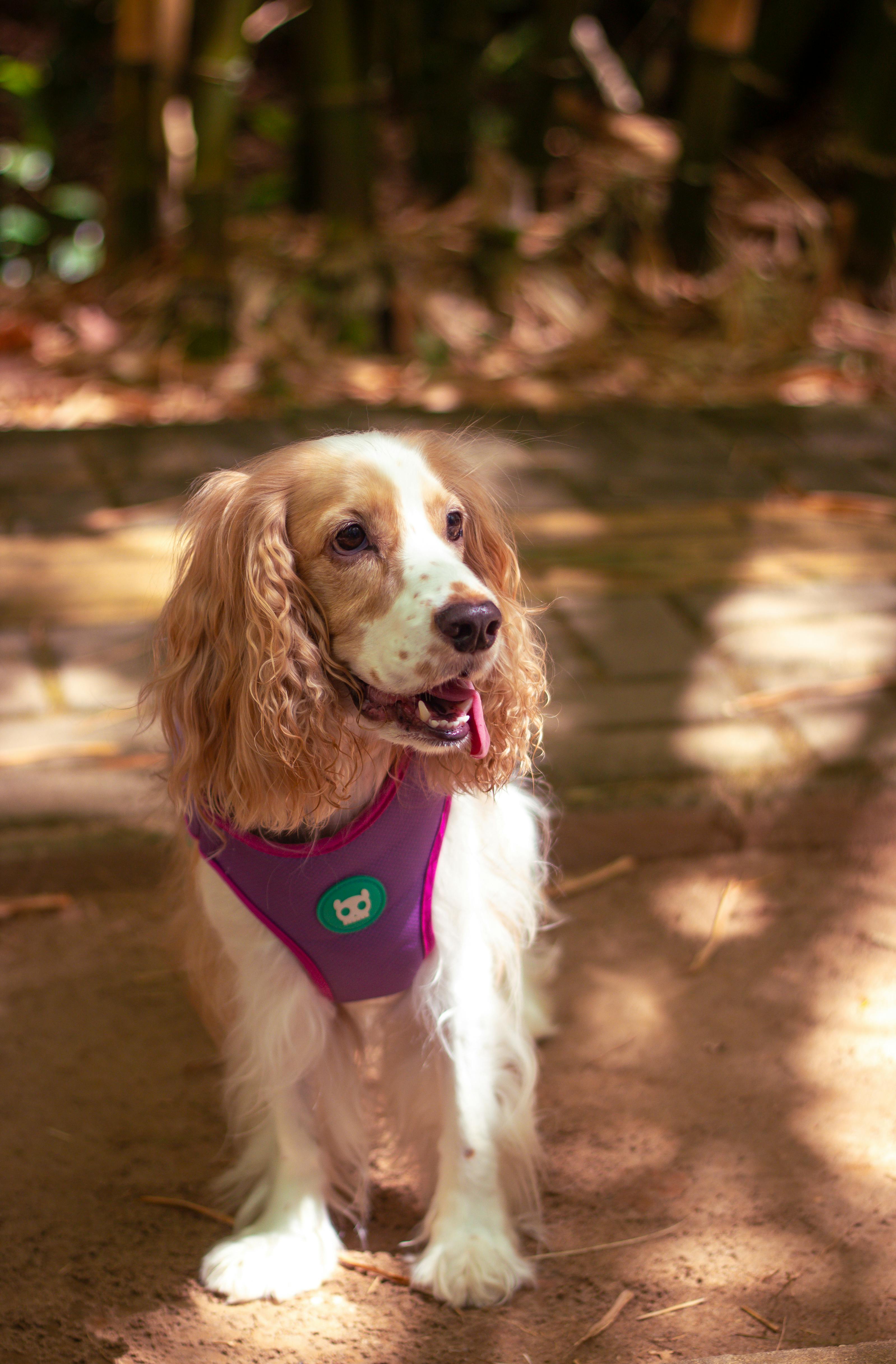 Socializing An Adult Dog With Other Pets