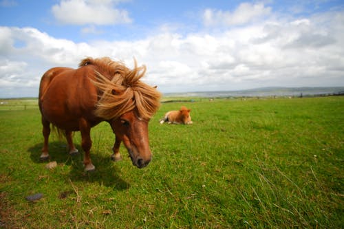 Kostnadsfri bild av irland, mohers klippor, ponny