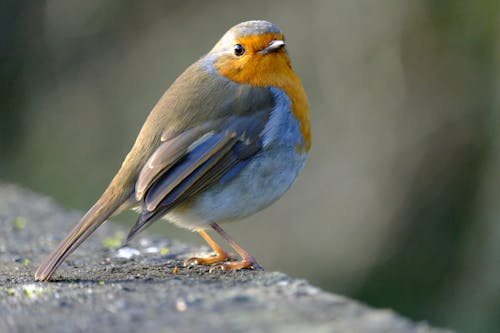 Close-up of a European Robin 