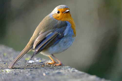 Kostnadsfri bild av djur, europeisk robin, fågel