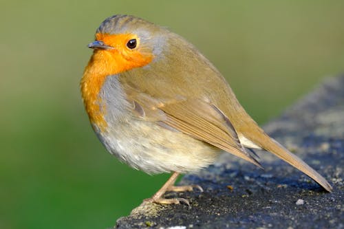 Kostnadsfri bild av djurfotografi, europeisk robin, fågel