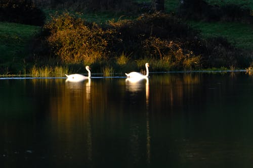 Kostnadsfri bild av fågelskådning, irland, sjö