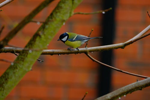 Close-up of a Bird Perching on a Branch 