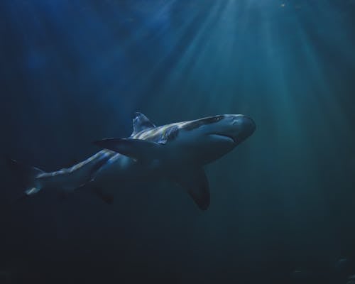Ingyenes stockfotó állatfotók, cápa, fényképek a vadvilágról témában