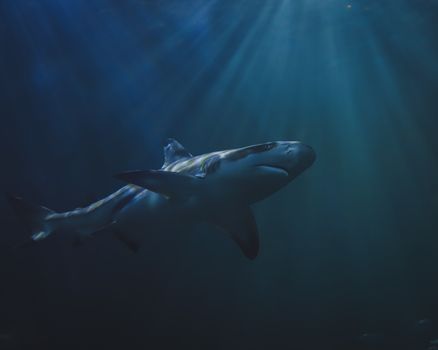 A solitary shark gracefully glides in deep ocean waters with sun rays filtering through.