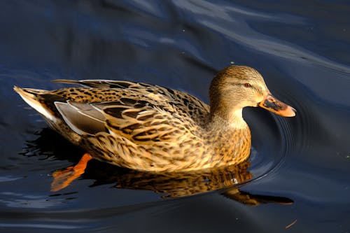 Duck in Water