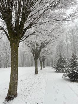 Tranquil snowy pathway lined with trees in a forest during winter.