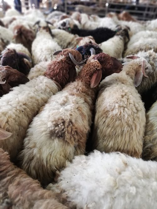 Free stock photo of sheep